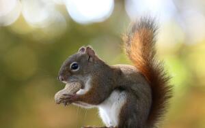 Как звери и
птицы готовятся к зимним холодам в
конце лета и осенью?