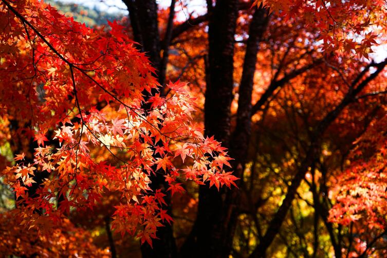 Как листья становятся золотыми?