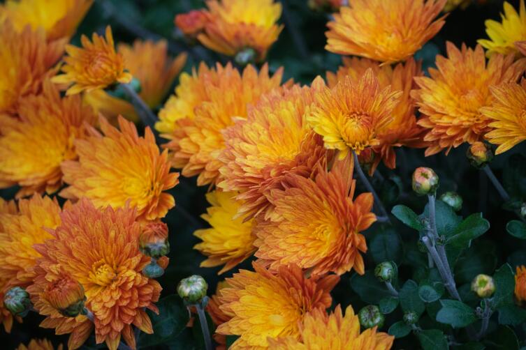 Непревзойдённая королева осени - хризантема. За что мы её любим?