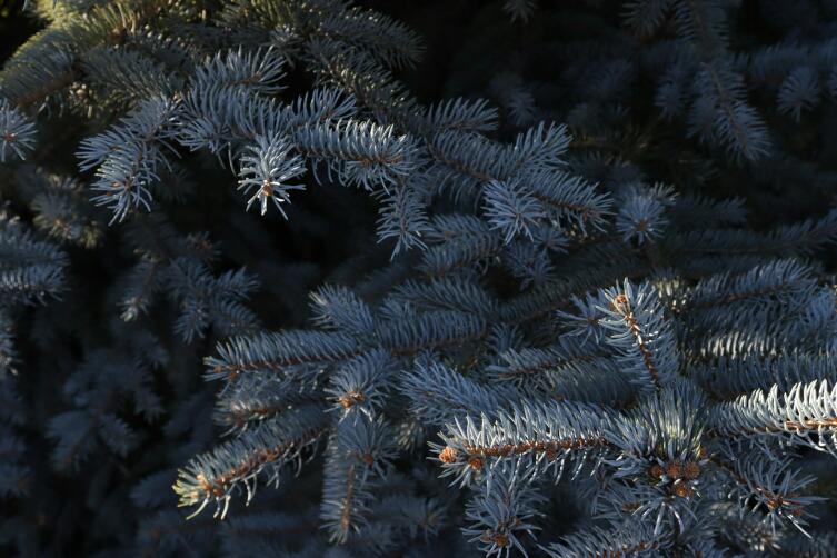 Почему хвойные деревья не сбрасывают свои «листья» осенью?