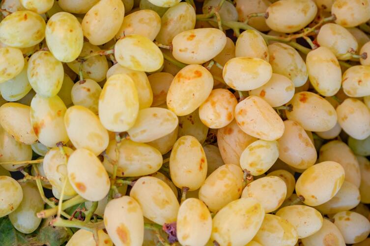 Креативная кухня. Какое неожиданное блюдо можно приготовить из винограда?