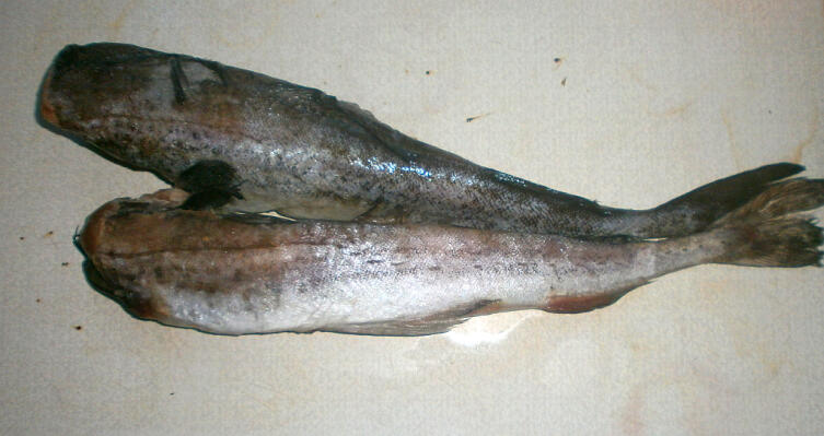 Предварительно обработанный минтай