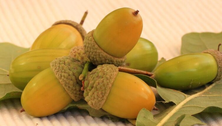 Скромные герои осени: чем полезны орехи и желуди?