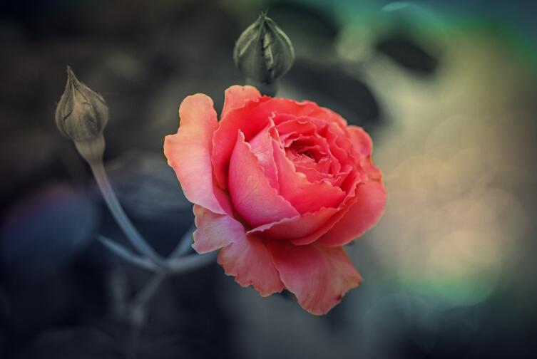 Какие цветы — «самые осенние»?