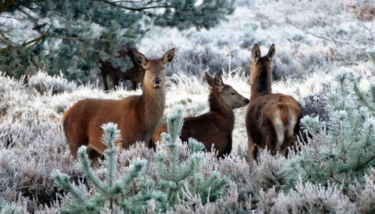 Кто и как проводит зиму?