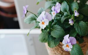 Какие цветы
посадить осенью на балконе?