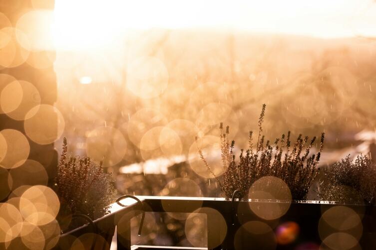 Какие цветы посадить осенью на балконе?