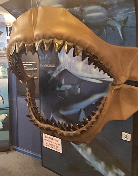 Один из экспонатов большой и многообразной коллекции челюстей и зубов разных видов акул мирового океана