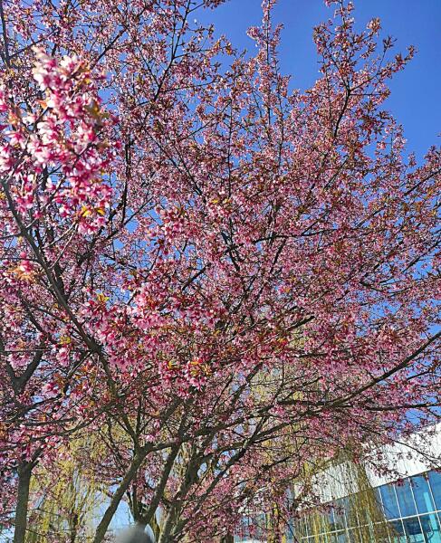Рядом с главным корпусом Музея растут две сакуры. А в первой декаде апреля они ещё и цветут