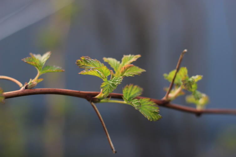 Заботы садовода. Как подготовить посадки малины к зиме?
