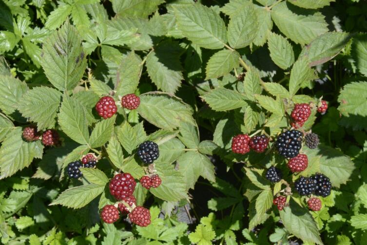 Чем полезны листья ежевики? Чем полезны листья ежевики?