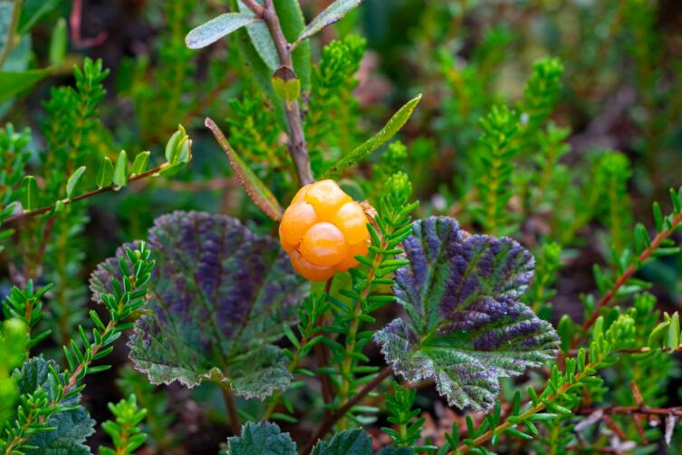 Любимая ягода Пушкина. Что приготовить из морошки?