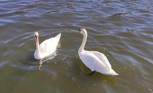 Калининград.
Впечатления провинциалки. 10. Кто живет
и что растет на Нижнем озере?