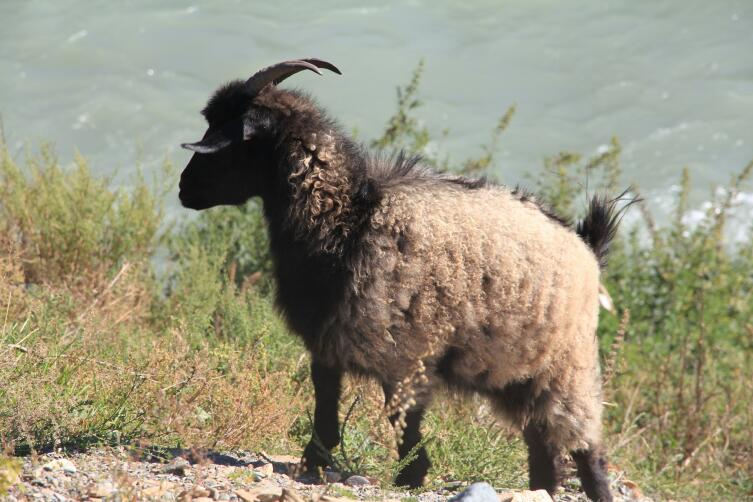 Почему кашемир ценнее шерсти?