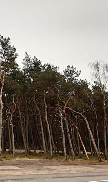 Первое, что поразило на косе — сосны, поражающие своей тщедушностью