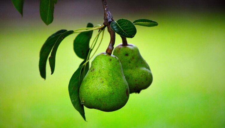 Чем полезна груша?