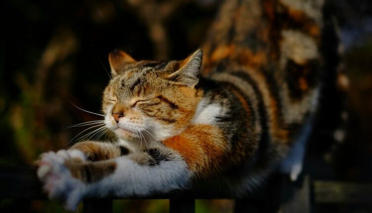 Калининград. Впечатления провинциалки. 18. Почему в кошачьей столице России нет церкви святого покровителя этих животных?