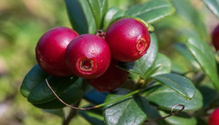 За что ценится брусника?