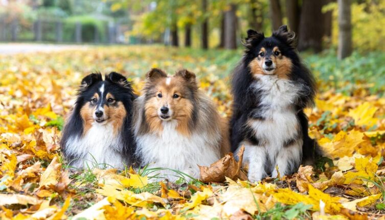 Как домашние питомцы помогают нам пережить осень?