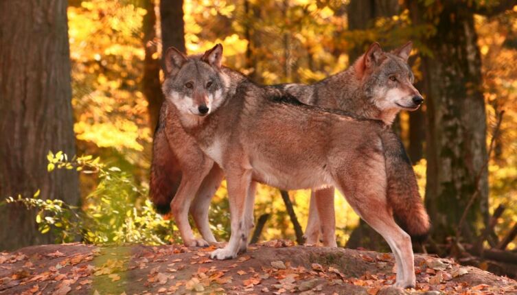 Встреча с диким животным у дома. Что делать?