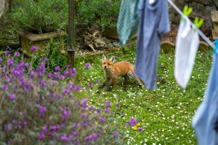 Встреча с диким животным у дома. Что делать?
