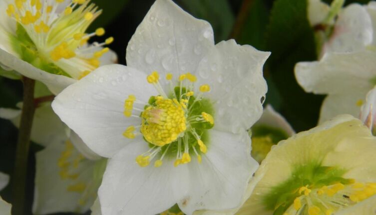 Первоцветы в саду. Что известно о морозниках?