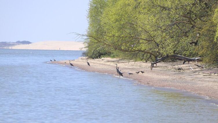 Вид Куршской косы у Рыбачьего посёлка