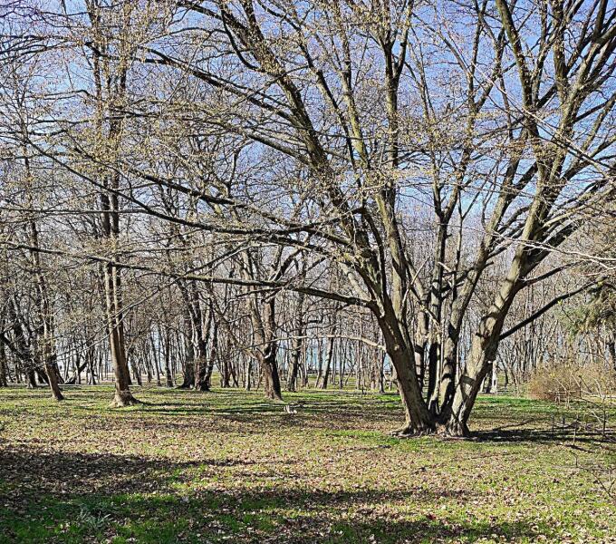 Парк имени Морица Беккера. А вот так он выглядит в натуре. Апрель 2025 года Парк имени Морица Беккера. А вот так он выглядит в натуре. Апрель 2025 года