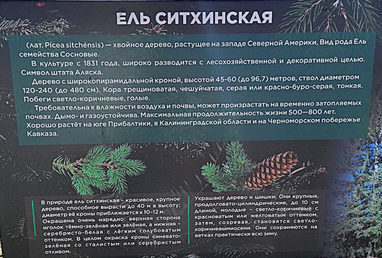 Ситхинская ель. Информационный стенд Ситхинская ель. Информационный стенд