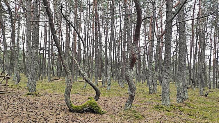 Самый необычный и необъяснимый участок соснового леса России — Танцующий лес.