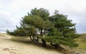 .
 . 34.  
     
  ?