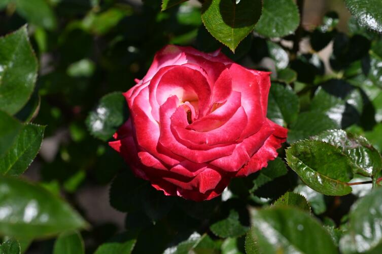 Как подготовить участок к зиме? Как подготовить участок к зиме?