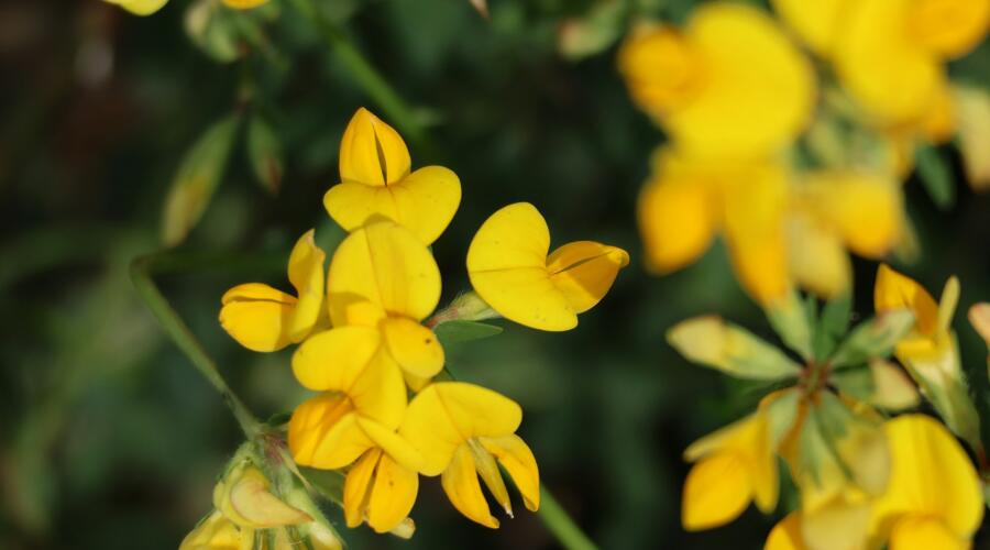 Лотус пятнистый