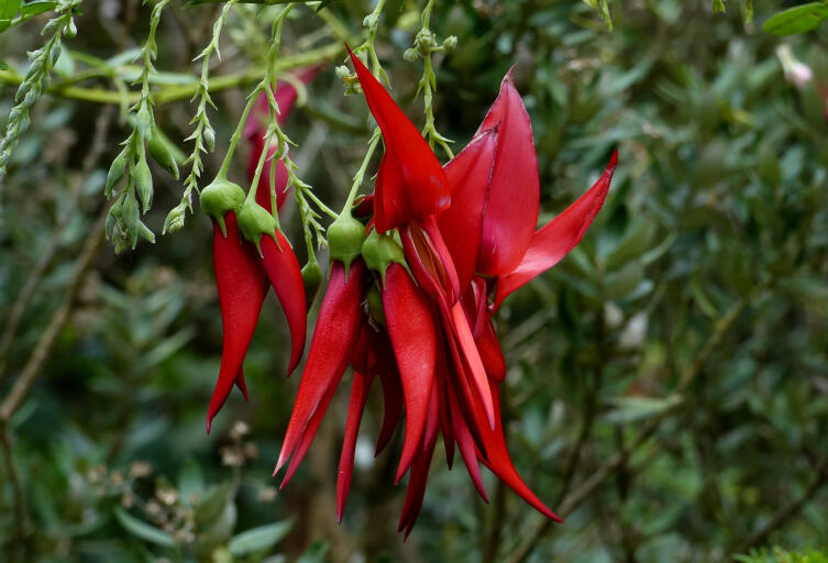 Клиантус пунцовый (Clianthus puniceus)