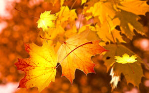 Зачем нужен
листопад?