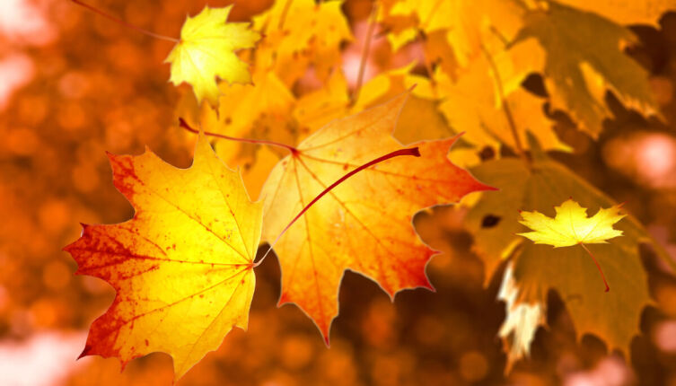 Зачем нужен листопад?
