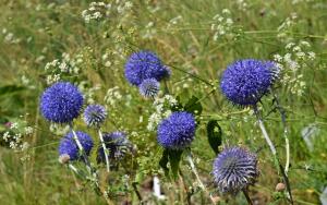 Мордовник: чем
он интересен и где применяется?