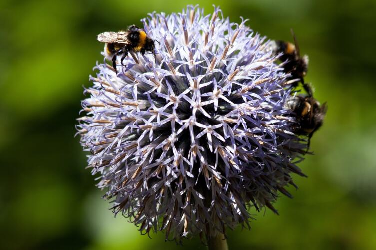 Мордовник: чем он интересен и где применяется? Мордовник: чем он интересен и где применяется?