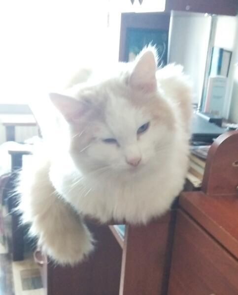 Кот Барсик Кот Барсик