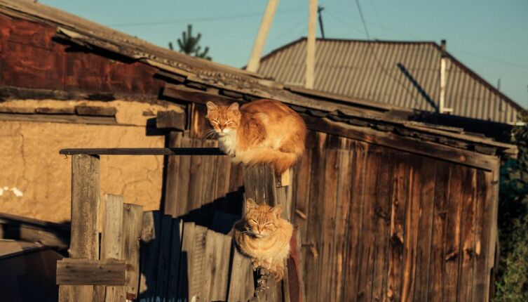 История без хеппи энда. Как сложилась судьба спасенного кота Барсика?