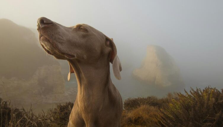Почему осенью всё пахнет сильнее?