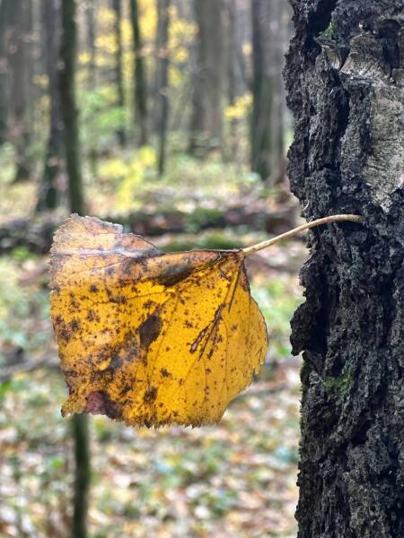 Салтыковский лесопарк осенью Салтыковский лесопарк осенью