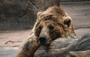 Что общего
между спячкой медведя и анабиозом
лягушки?