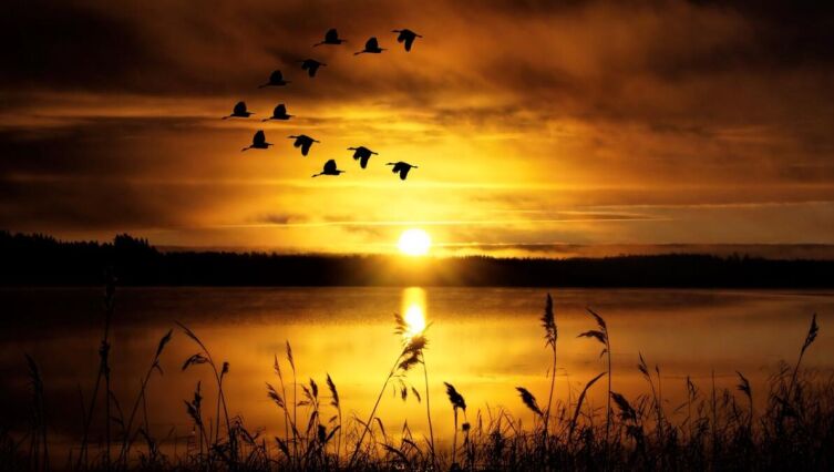 Перелётные птицы: как они находят дорогу и что значит улетать вовремя?