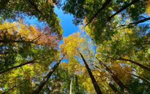 Лесные соцсети. Как общаются друг с другом деревья?