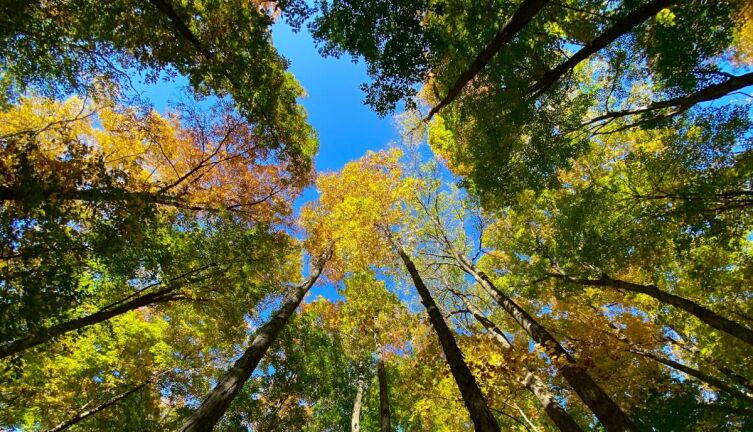 Лесные соцсети. Как общаются друг с другом деревья?