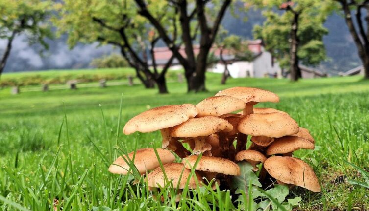 Грибы рядом с домом. Как создать задел на многие годы?