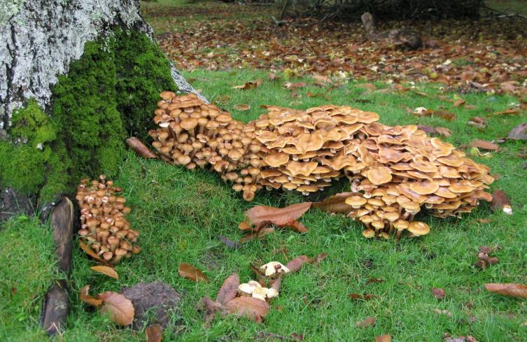 Грибы рядом с домом. Как создать задел на многие годы?