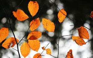 Почему в славянской мифологии Авсень стал «богом осени»?