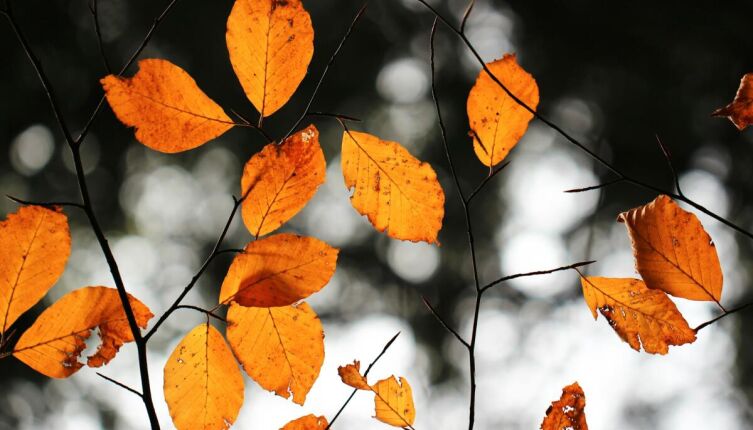 Почему в славянской мифологии Авсень стал «богом осени»?